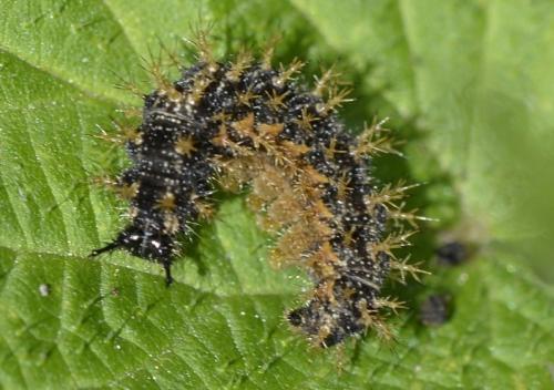 Réf. 239 546 : Araschnia levana